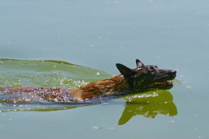 Dog swimming on lake water